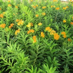 'Gay Butterflies' Milkweed Mix -Flowers Sales Store Asclepias tuberosa Gay Butterflies 138 3