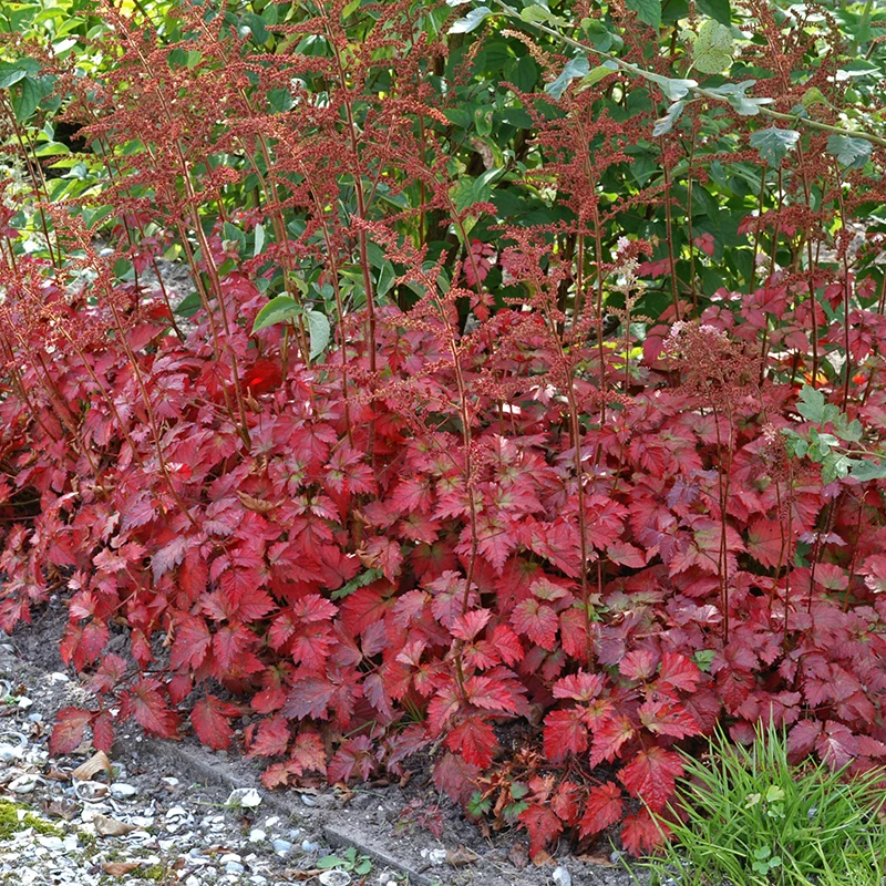 Color Flash® Astilbe 4 Color Flash® Astilbe - Image 2