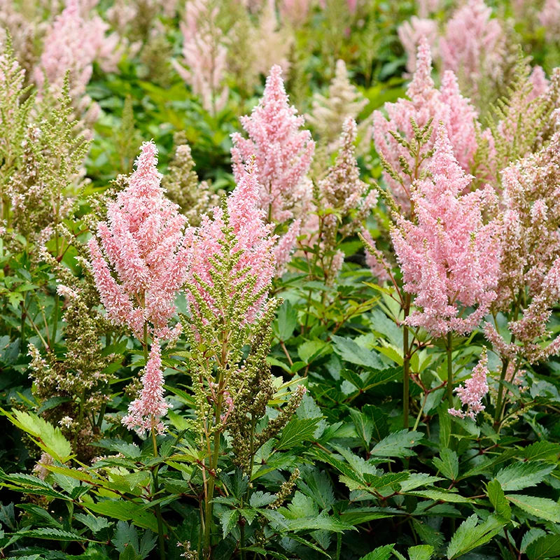 'Youniqe Salmon' Astilbe 3 'Youniqe Salmon' Astilbe
