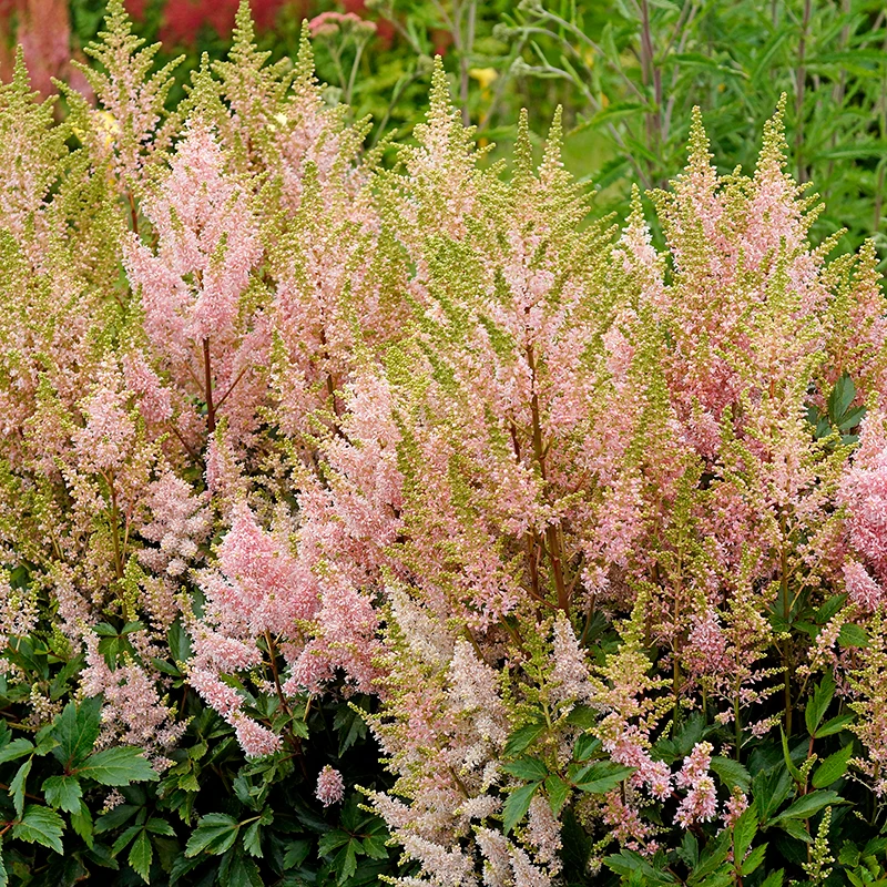 'Youniqe Salmon' Astilbe 4 'Youniqe Salmon' Astilbe - Image 2
