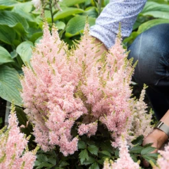 'Youniqe Salmon' Astilbe 9 'Youniqe Salmon' Astilbe -Flowers Sales Store AstilbeYouniqueSalmon 160622cre002