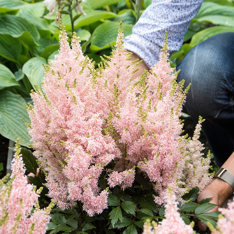 'Youniqe Salmon' Astilbe 5 'Youniqe Salmon' Astilbe - Image 3