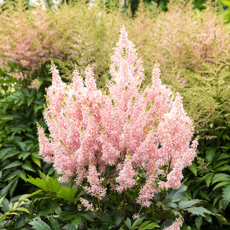 'Youniqe Salmon' Astilbe 6 'Youniqe Salmon' Astilbe - Image 4