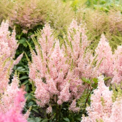 'Youniqe Salmon' Astilbe 11 'Youniqe Salmon' Astilbe -Flowers Sales Store AstilbeYouniqueSalmon 160622cre007