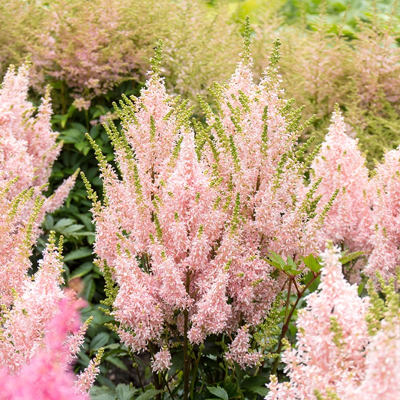 'Youniqe Salmon' Astilbe 7 'Youniqe Salmon' Astilbe - Image 5
