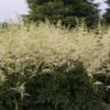 'Bridal Veil' Astilbe -Flowers Sales Store Astilbe BridalVeil 0000lowres