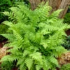 Lady Fern 2 Lady Fern -Flowers Sales Store Athyrium Lady Fern