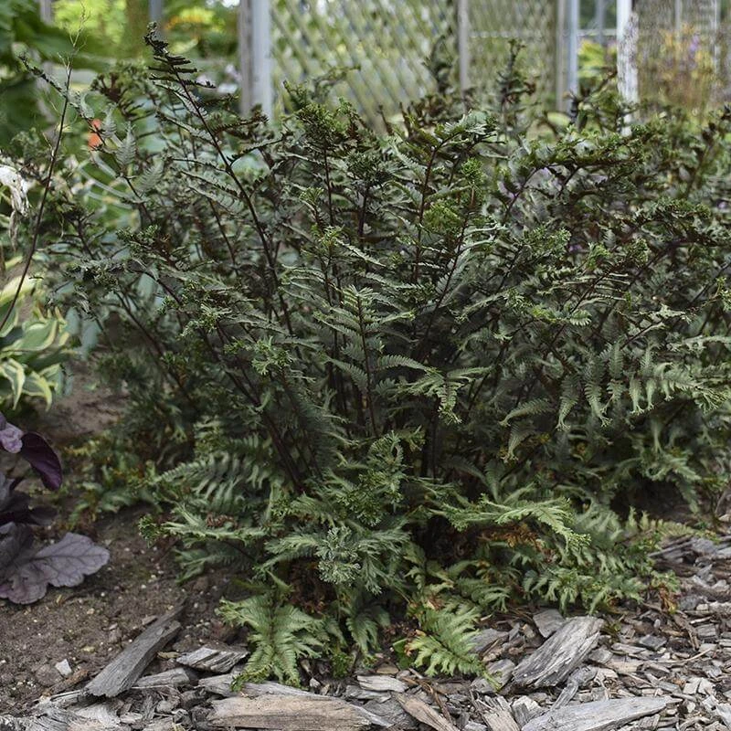 'Crested Surf' Japanese Painted Fern 7 'Crested Surf' Japanese Painted Fern - Image 5