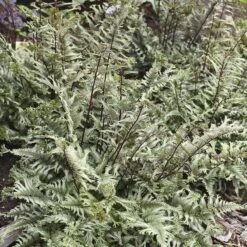 'Crested Surf' Japanese Painted Fern 11 'Crested Surf' Japanese Painted Fern -Flowers Sales Store Athyrium niponicum Crested Surf 2 P sw