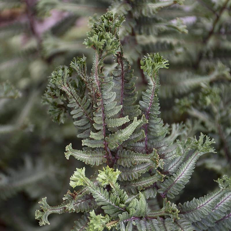 'Crested Surf' Japanese Painted Fern 5 'Crested Surf' Japanese Painted Fern - Image 3