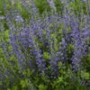 Decadence® 'Blueberry Sundae' False Indigo -Flowers Sales Store Baptisia BlueberrySundae FalseIndigo
