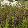 Decadence® 'Dark Chocolate' False Indigo -Flowers Sales Store Baptisia DarkChocolate FalseIndigo