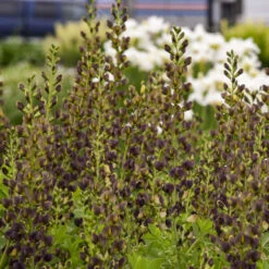 Decadence® 'Dark Chocolate' False Indigo 8 Decadence® 'Dark Chocolate' False Indigo -Flowers Sales Store Baptisia DarkChocolate FalseIndigo 2