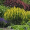 Decadence® 'Lemon Meringue' False Indigo -Flowers Sales Store Baptisia LemonMeringue FalseIndigo