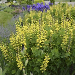 Decadence® 'Lemon Meringue' False Indigo -Flowers Sales Store Baptisia LemonMeringue FalseIndigo 1