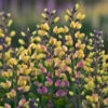 Decadence® 'Pink Lemonade' False Indigo 2 Decadence® 'Pink Lemonade' False Indigo -Flowers Sales Store Baptisia PinkLemonade FalseIndigo