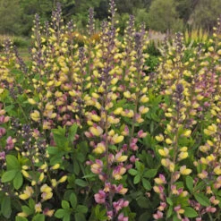 Decadence® 'Pink Lemonade' False Indigo -Flowers Sales Store Baptisia PinkLemonade FalseIndigo 2