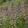 Decadence® 'Pink Truffles' False Indigo -Flowers Sales Store Baptisia PinkTruffles FalseIndigo