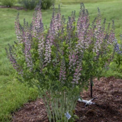 Decadence® 'Pink Truffles' False Indigo -Flowers Sales Store Baptisia PinkTruffles FalseIndigo 2