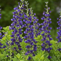 Decadence® 'Sparkling Sapphires' False Indigo -Flowers Sales Store Baptisia SparklingSapphires FalseIndigo