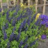 Decadence® 'Sparkling Sapphires' False Indigo -Flowers Sales Store Baptisia SparklingSapphires FalseIndigo 1