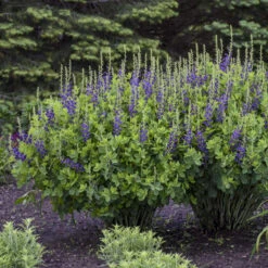 Decadence® 'Sparkling Sapphires' False Indigo -Flowers Sales Store Baptisia SparklingSapphires FalseIndigo 2