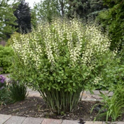 Decadence® 'Vanilla Cream' False Indigo -Flowers Sales Store Baptisia VanillaCream FalseIndigo 2