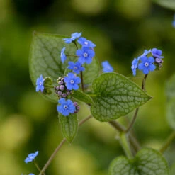 'Queen Of Hearts' Siberian Bugloss -Flowers Sales Store Brunnera Queen of Hearts 2 P