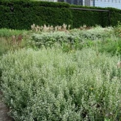 Calamint -Flowers Sales Store Calamintha nepeta lurie garden chicago