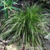 Eastern Star Sedge -Flowers Sales Store Carex Radiata 04