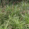 Palm Sedge -Flowers Sales Store Carex muskingumensis 01