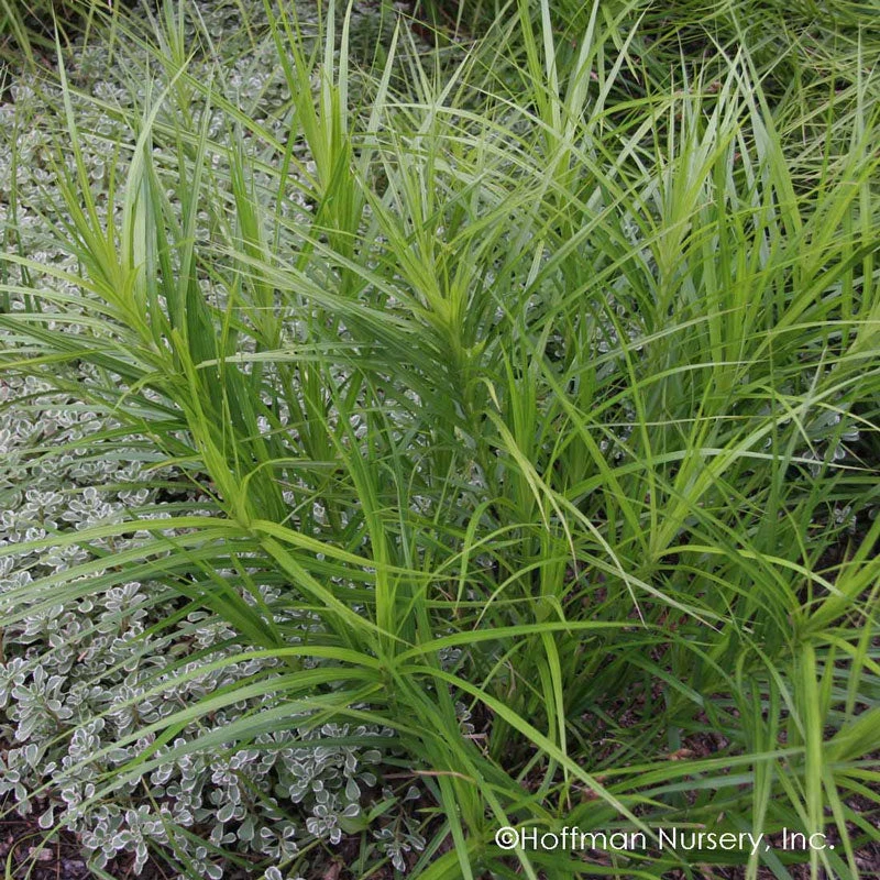 Palm Sedge 4 Palm Sedge - Image 2