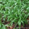 Plantain-Leaf Sedge -Flowers Sales Store Carex plantaginea 03
