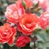 Coral Knock Out® Rose -Flowers Sales Store CoralKnockOut