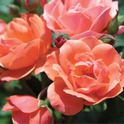 Coral Knock Out® Rose -Flowers Sales Store CoralKnockOut 3
