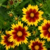 Uptick™ Gold & Bronze Tickseed -Flowers Sales Store Coreopsis Uptick Gold Bronze 1 P