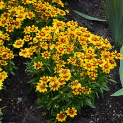 Uptick™ Gold & Bronze Tickseed -Flowers Sales Store Coreopsis Uptick Gold Bronze 3 P