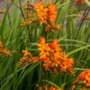 'Firestarter' Montbretia 1 'Firestarter' Montbretia -Flowers Sales Store CrocosmiaFirestarsFirestarter