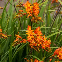 'Firestarter' Montbretia