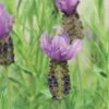 Anouk Spanish Lavender -Flowers Sales Store DETA2 8031