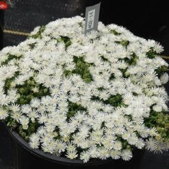 Flowers Sales Store -Flowers Sales Store Delosperma hot cakes coconut crush ice plant 1 P sw