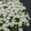 Hot Cakes® 'Coconut Crush' Ice Plant -Flowers Sales Store Delosperma hot cakes coconut crush ice plant 2 P sw