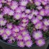 Hot Cakes® 'Fig Fusion' Ice Plant -Flowers Sales Store Delosperma hot cakes fig fusion ice plant 1 P sw