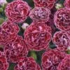 Fruit Punch® 'Cherry Vanilla' Dianthus -Flowers Sales Store Dianthus Cherry Vanilla 1 P sw