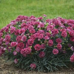 Fruit Punch® 'Cherry Vanilla' Dianthus -Flowers Sales Store Dianthus Cherry Vanilla 2 P sw