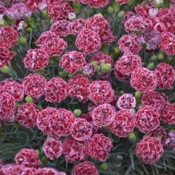 Fruit Punch® 'Cherry Vanilla' Dianthus -Flowers Sales Store Dianthus Cherry Vanilla 3 P sw