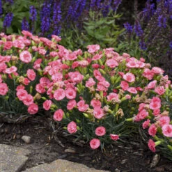 Fruit Punch® 'Classic Coral' Dianthus -Flowers Sales Store Dianthus ClassicCoral PP30048CPBRAF0000lowres
