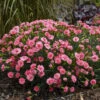Fruit Punch® 'Classic Coral' Dianthus -Flowers Sales Store Dianthus ClassicCoral PP30048CPBRAF0002lowres