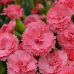 Fruit Punch® 'Classic Coral' Dianthus -Flowers Sales Store Dianthus ClassicCoral PP30048CPBRAF0003lowres