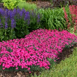'Paint The Town Magenta' Dianthus -Flowers Sales Store Dianthus Paint the Town Magenta 2 P